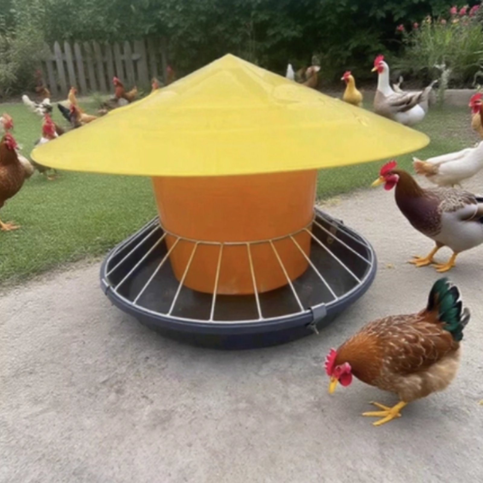 Tempat Makan Unggas Bulat Kapa - Feeding ulasan dan harga